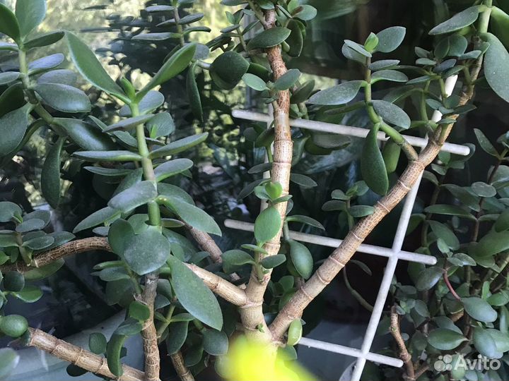 Толстянка (денежное дерево)