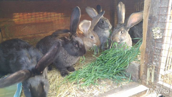 Кролики для разведения и на мясо