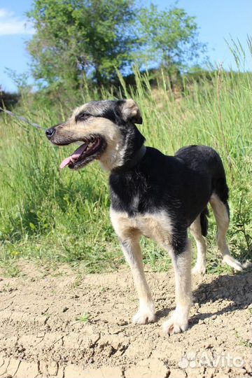 Собака Стрелка