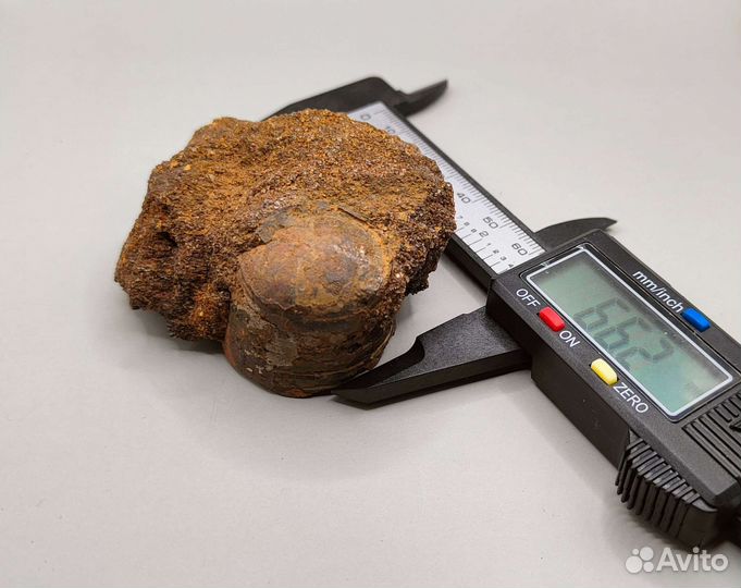 Фрагмокон белемнита крупный, Россия / Окаменелости