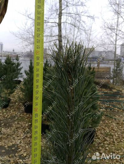 Сибирский кедр экстра класс. Саженцы