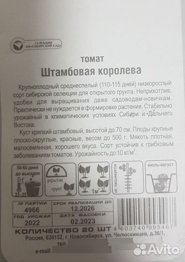 Рассада помидор