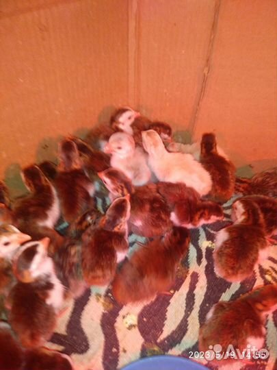 Цесарята,инкубационное яйцо