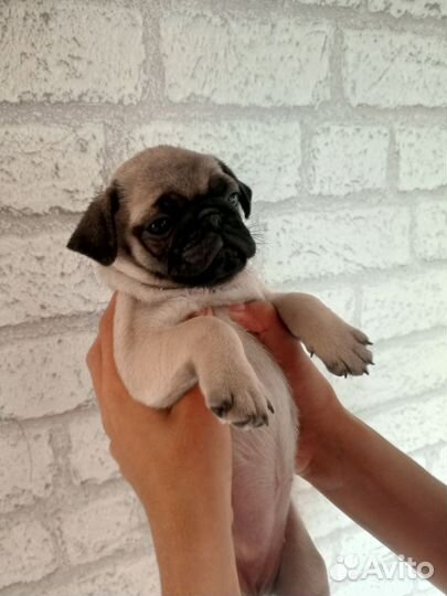 Щенки мопса