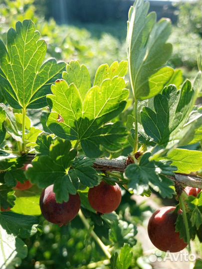 Ягоды с куста