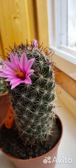 Комнатные цветы - кактусы