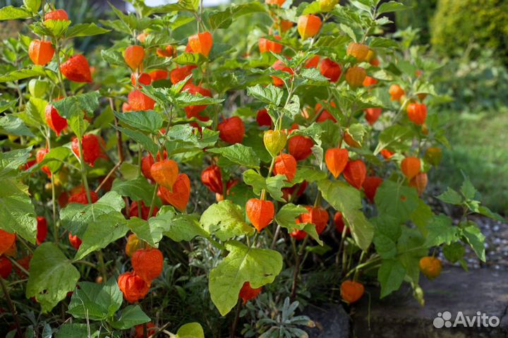 Садовые сухоцветы: Гипсофила, физалис, мордовник