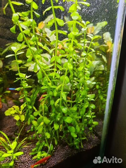 Аквариумное растение