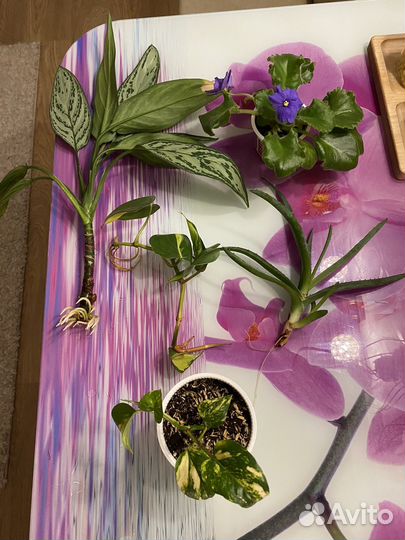 Комнатные цветы