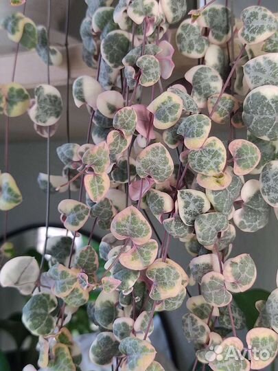 Церопегия Woodii var/Woodii/Silver Glory/Orange R