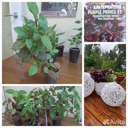 Альтернантера