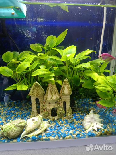 Аквариум и рыбки