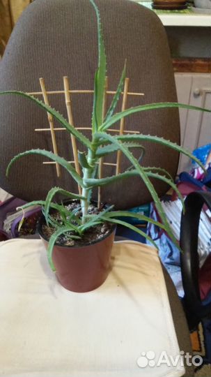 Продаётся алоэ 1-7 лет
