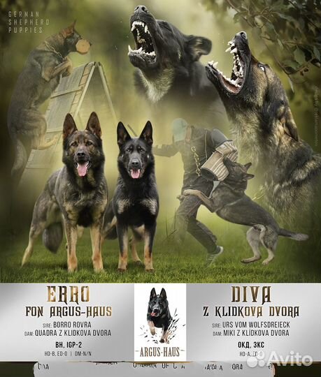 Щенки немецкой овчарки рабочего разведения