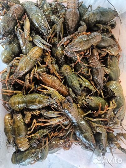 Живые речные раки