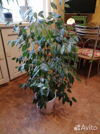 Фикус бенджамина