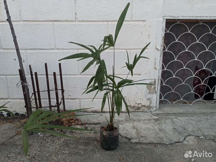 Пальма, гортензия, лимон, лавр и другое