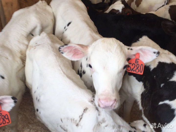 Телята бычки