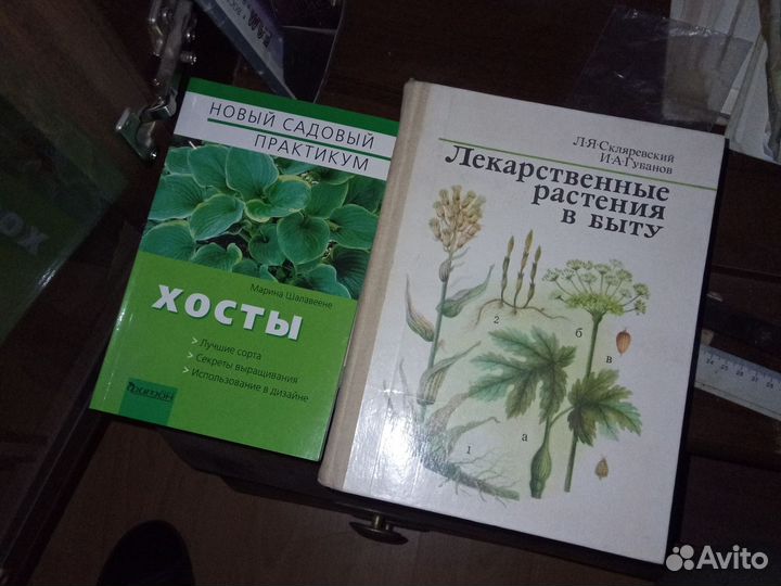 Хосты.лекарственные растения в быту