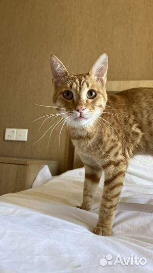 Рыжий кот Чарли в добрые руки