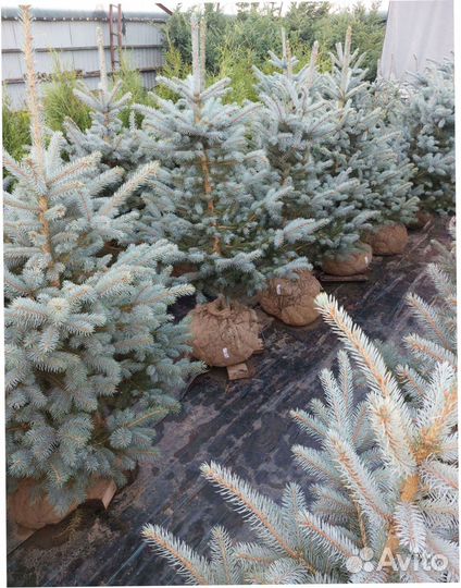 Кедр Пихта Кедр Саженцы Туя Можжевельник Сосна Ель