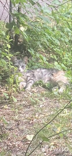 Котик на улице