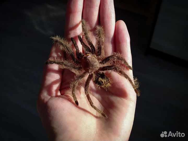 Шкурка паука-птицееда