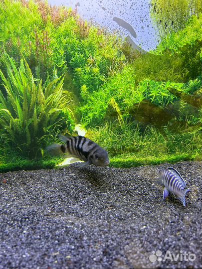 Рыбы цихлиды