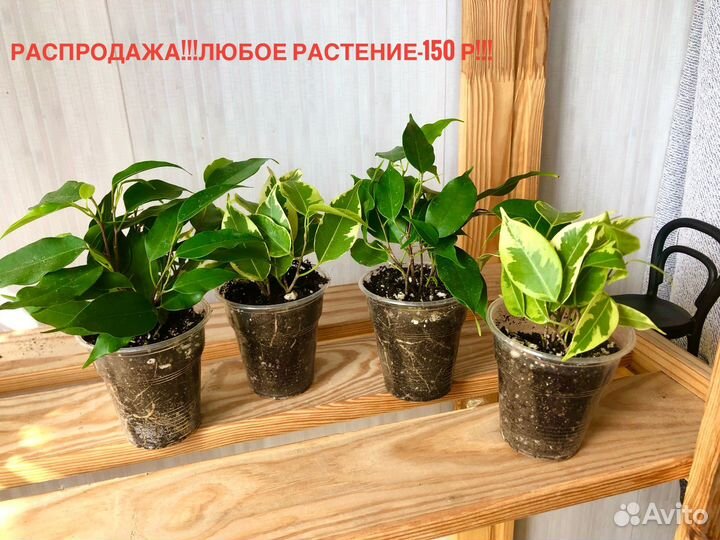 Фикус Бенджамина Кинки и Наташа