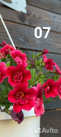 Калибрахоа