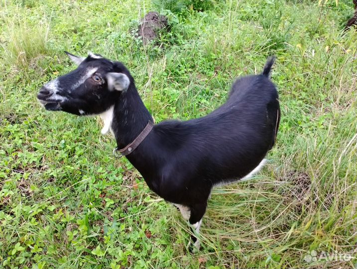 Продам коз и козлов