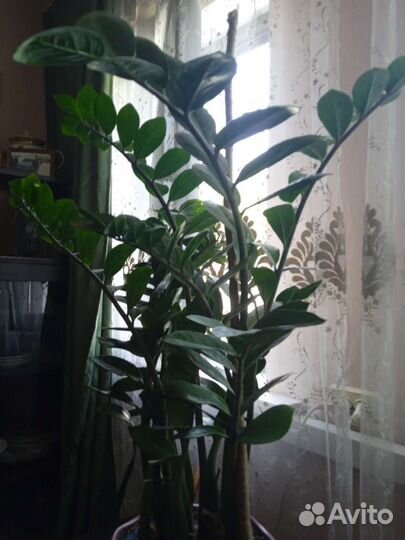 Замиокулькас