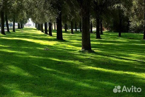 Семена газонные. Универсальные