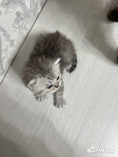 Шотландская