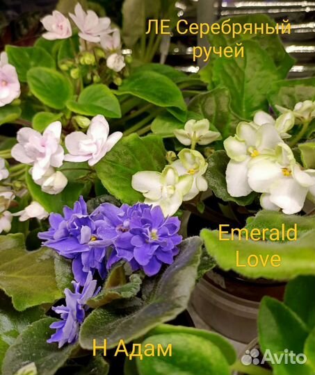 Сортовые фиалки