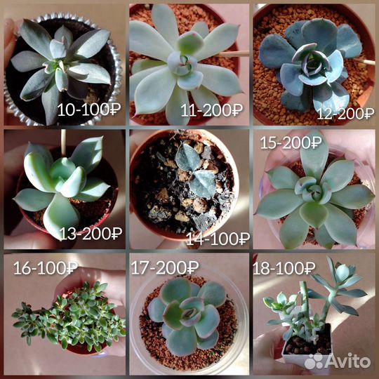 Суккуленты 1