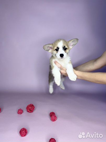 Вельш-корги пемброк девочка