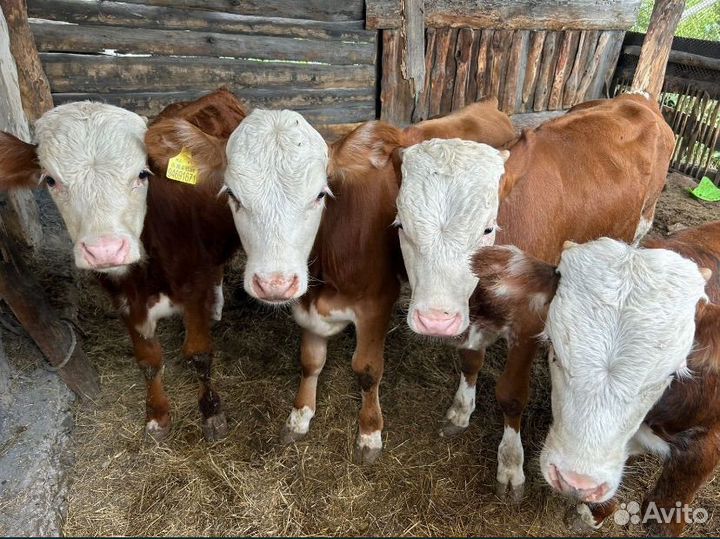 Породистые молодняки