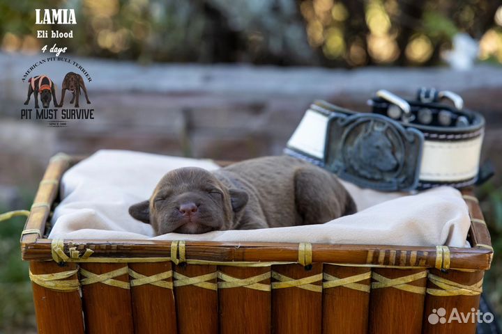 Очаровательные малыши апбт