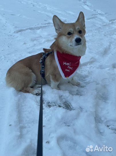 Шлейка/ошейник новогодний