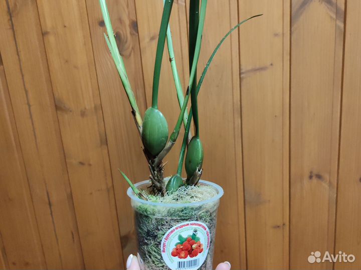 Орхидея Maxillaria tenuifolia