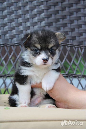 Вельш-корги пемброк