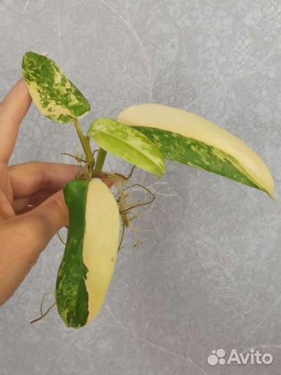 Филодендрон Доместикум