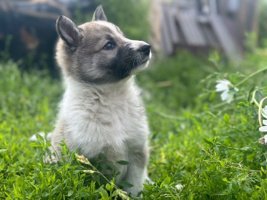 Западно сибирская лайка девочки 1 месяц