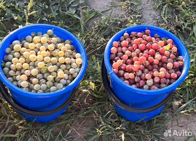 Крыжовник купить в Калининграде | Товары для дома и дачи | Авито