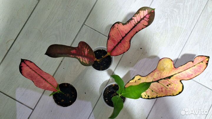 Кротон Вилма