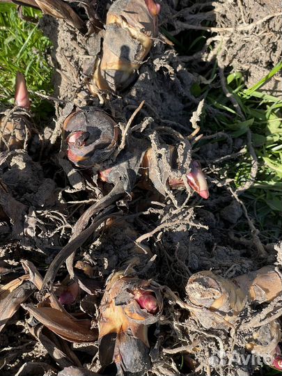 Клубни канн