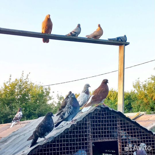 Продажа голубей