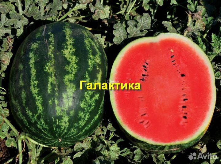 Арбузы космические - 3 сорта 50+ семян