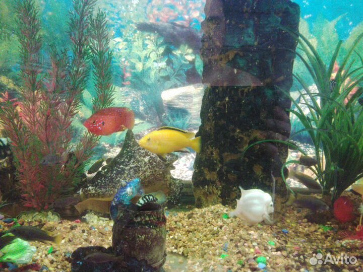 Малавийские цихлиды